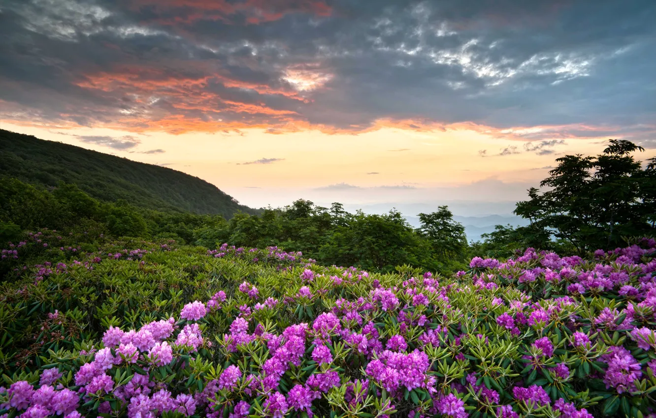Photo wallpaper greens, clouds, flowers, mountains, USA, Virginia, rhododendron, Shenandoah National Park