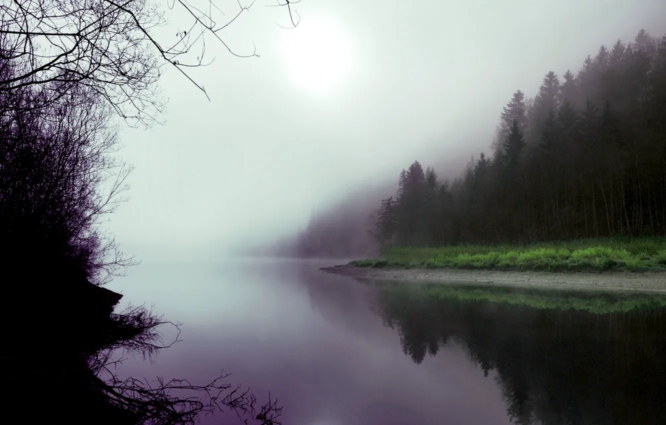 Photo wallpaper forest, fog, lake