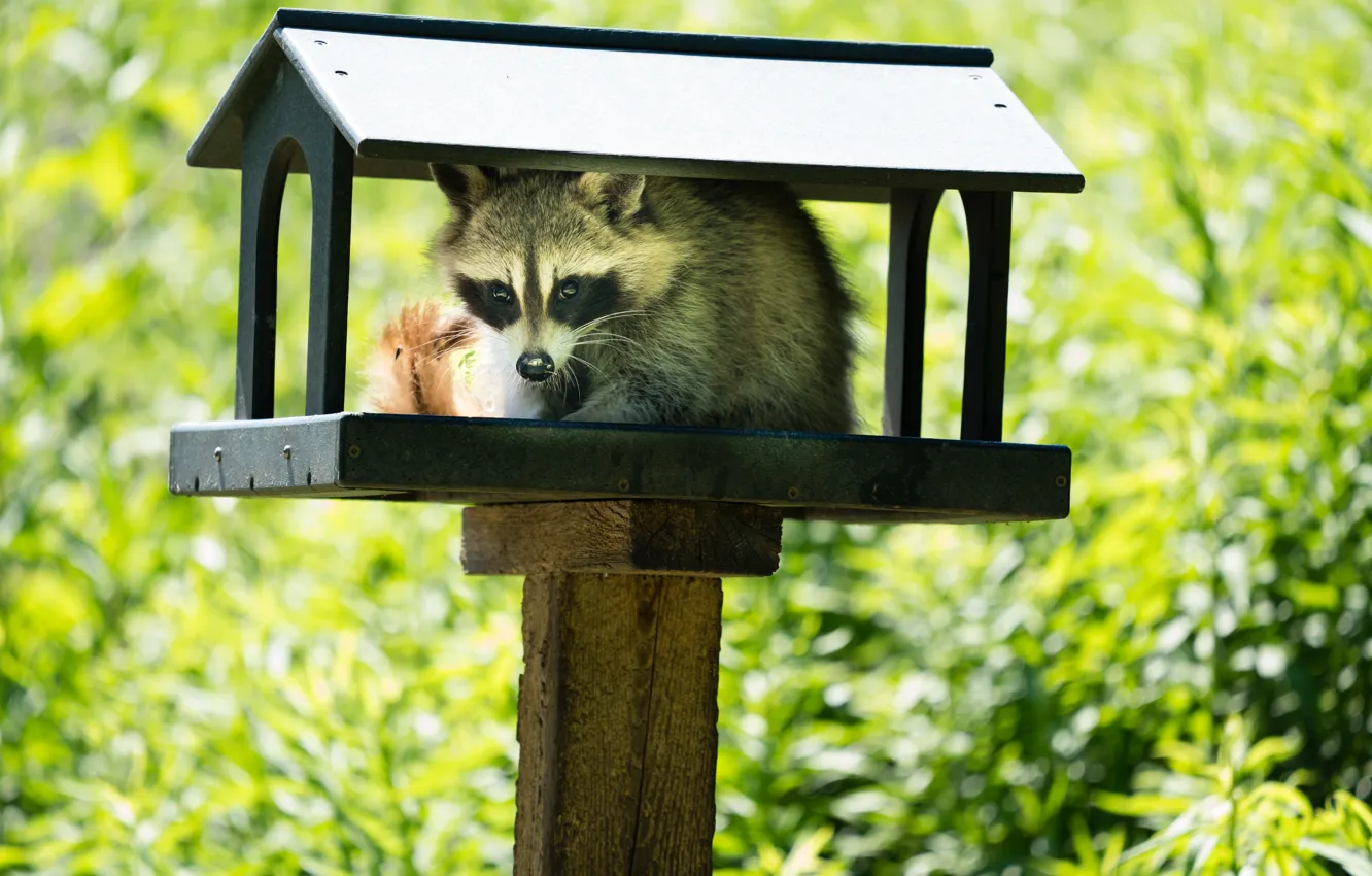 Photo wallpaper raccoon, wild animals, Young raccoon, Bird Feeder, Bird feeder, Wild animals, Young raccoon
