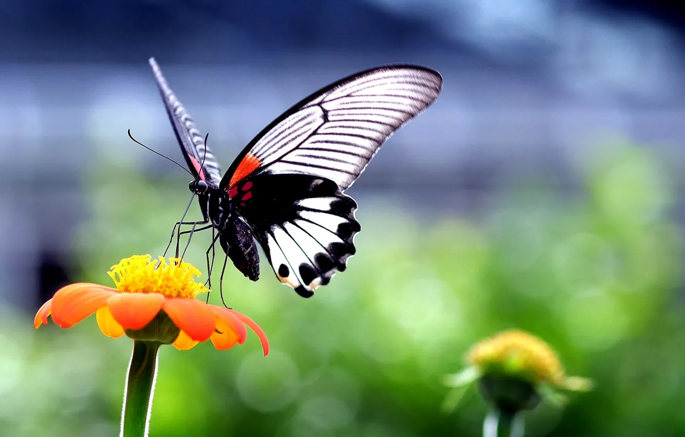 Photo wallpaper flower, nature, butterfly, plant, wings, insect, moth