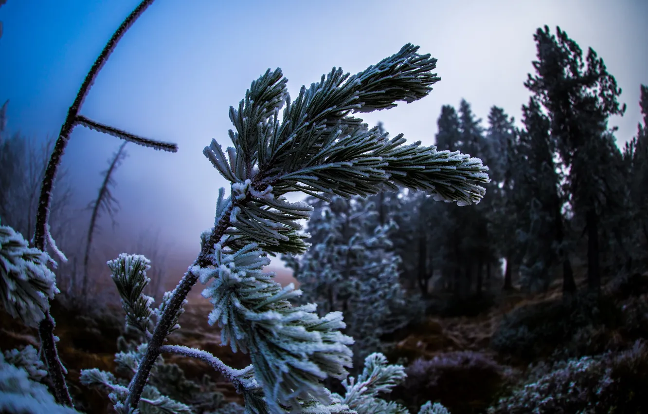 Photo wallpaper frost, macro, nature, tree