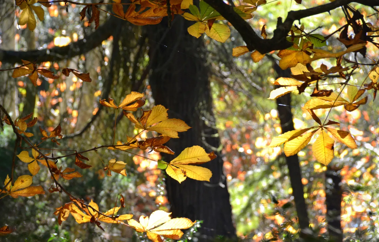 Photo wallpaper autumn, forest, leaves, trees, chestnut