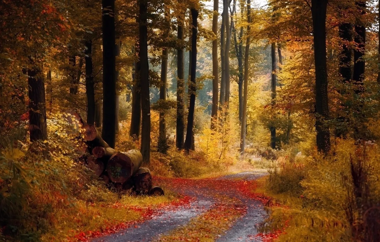 Photo wallpaper autumn, forest, path