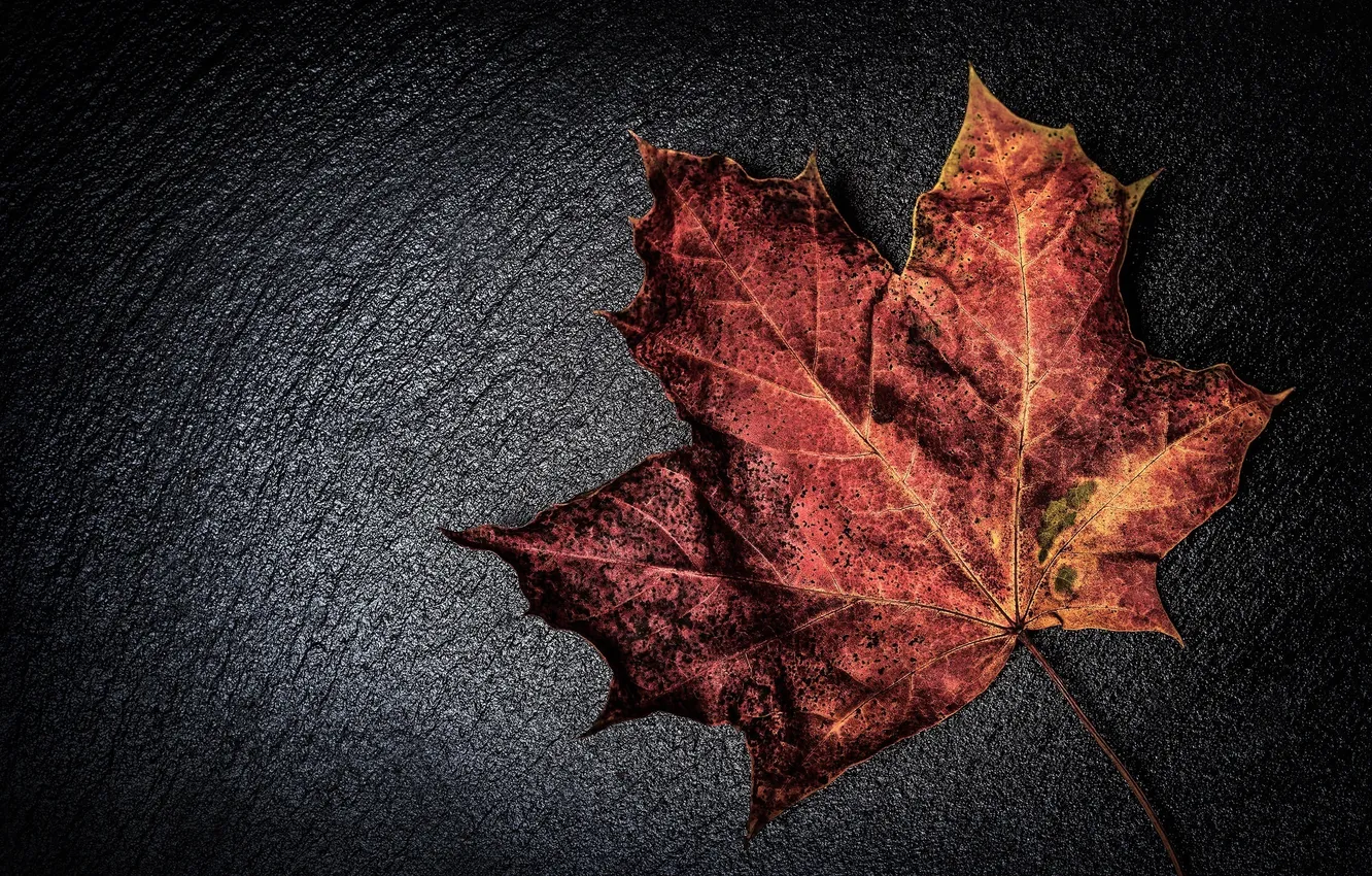 Photo wallpaper autumn, leaves, macro, red, color