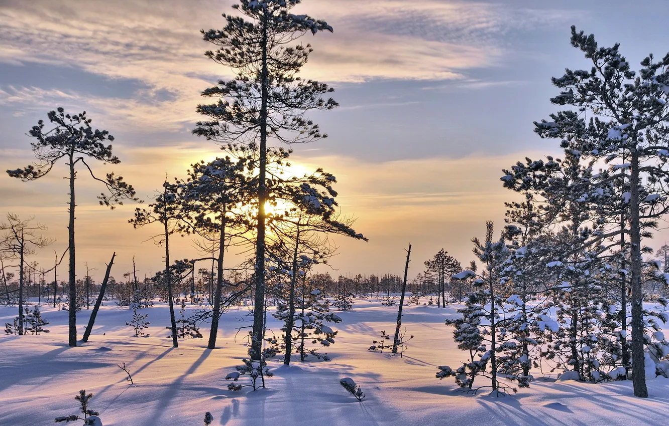 Photo wallpaper winter, snow, landscape, morning