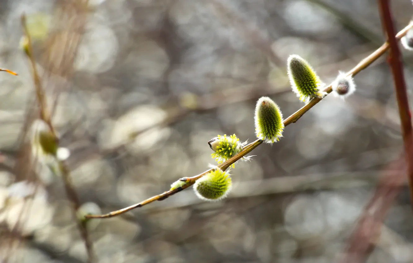 Photo wallpaper spring, plant, twig, base kitten