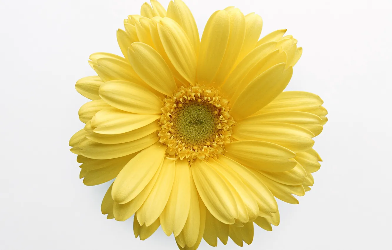 Photo wallpaper flower, yellow, white background