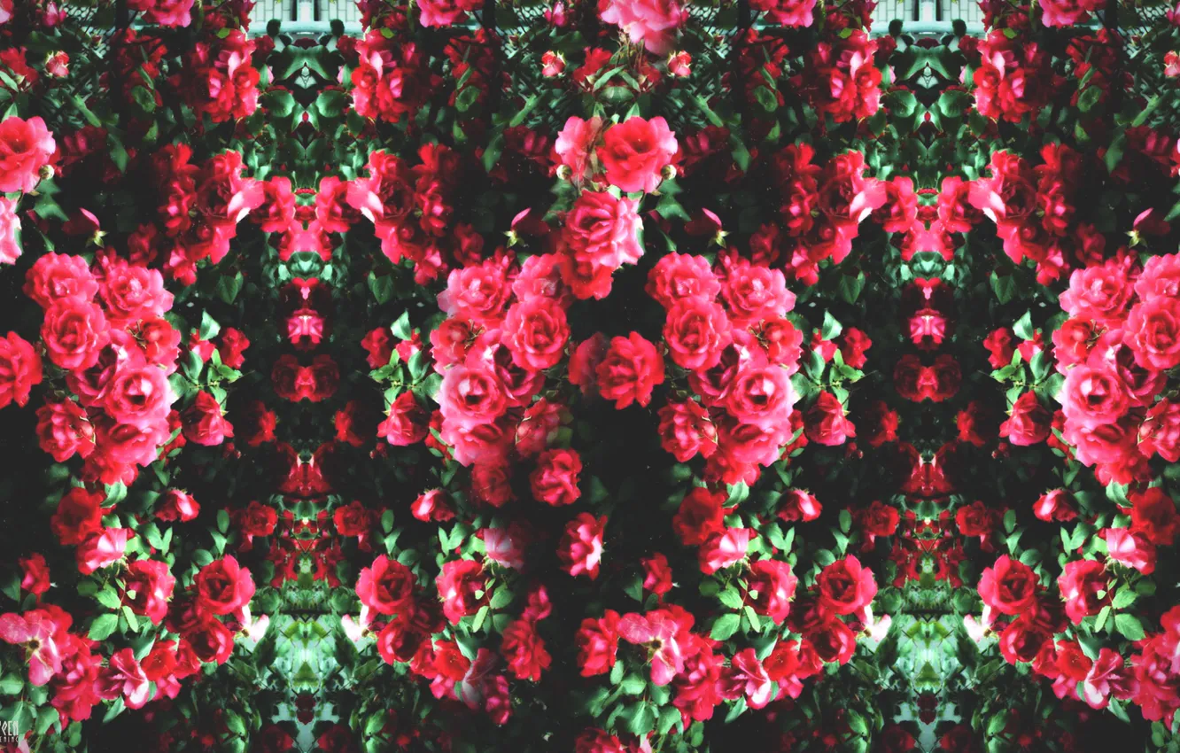 Photo wallpaper flowers, roses, beauty, plants, garden