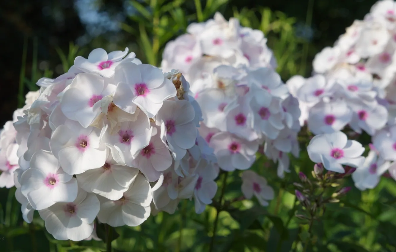 Photo wallpaper white, flower, blooming