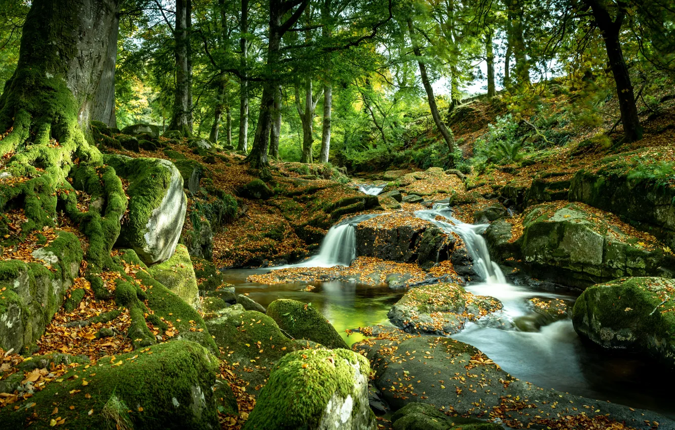 Photo wallpaper trees, stones, photo, waterfall, moss