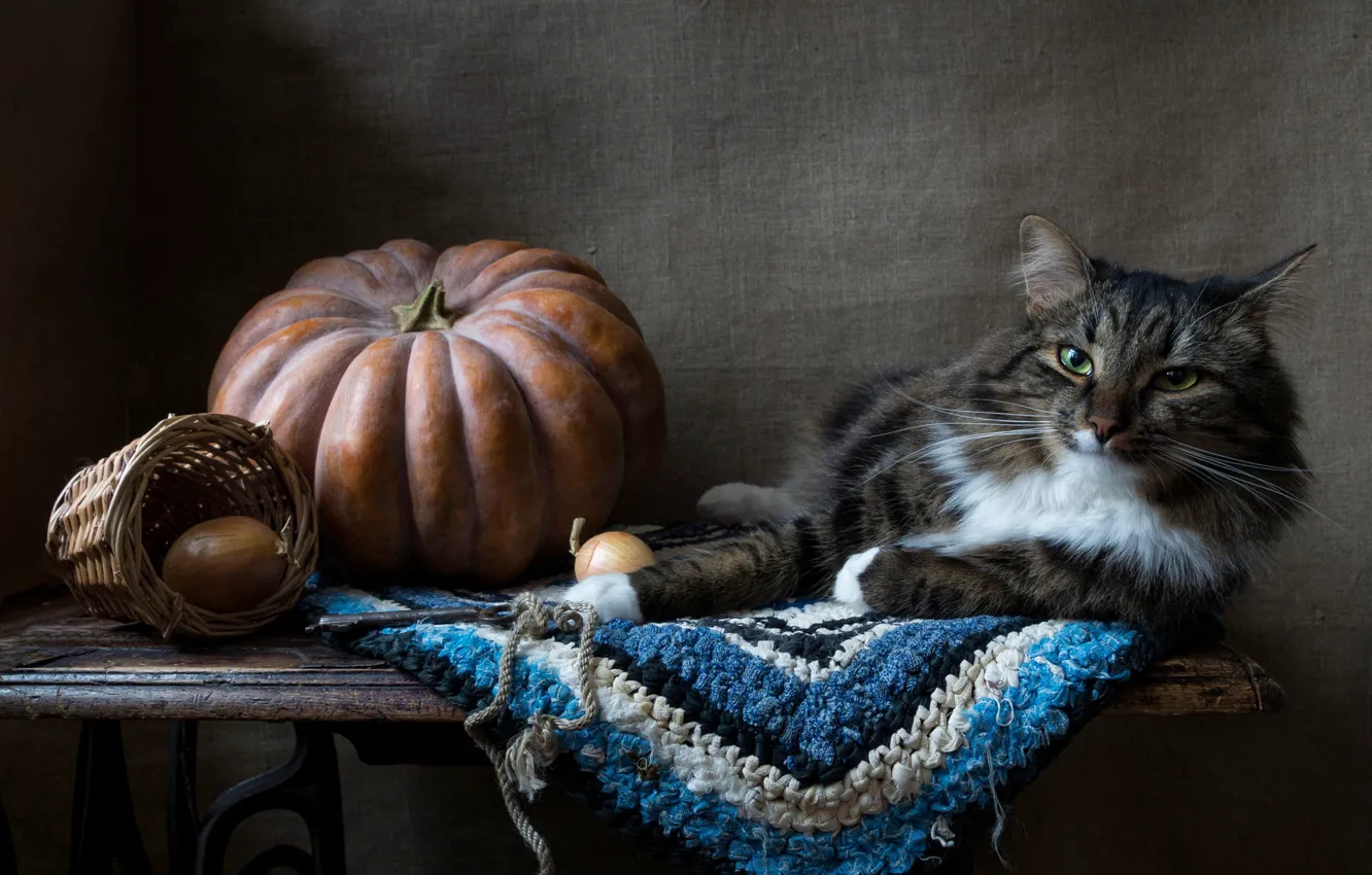 Photo wallpaper cat, cat, look, table, grey, key, bow, lies