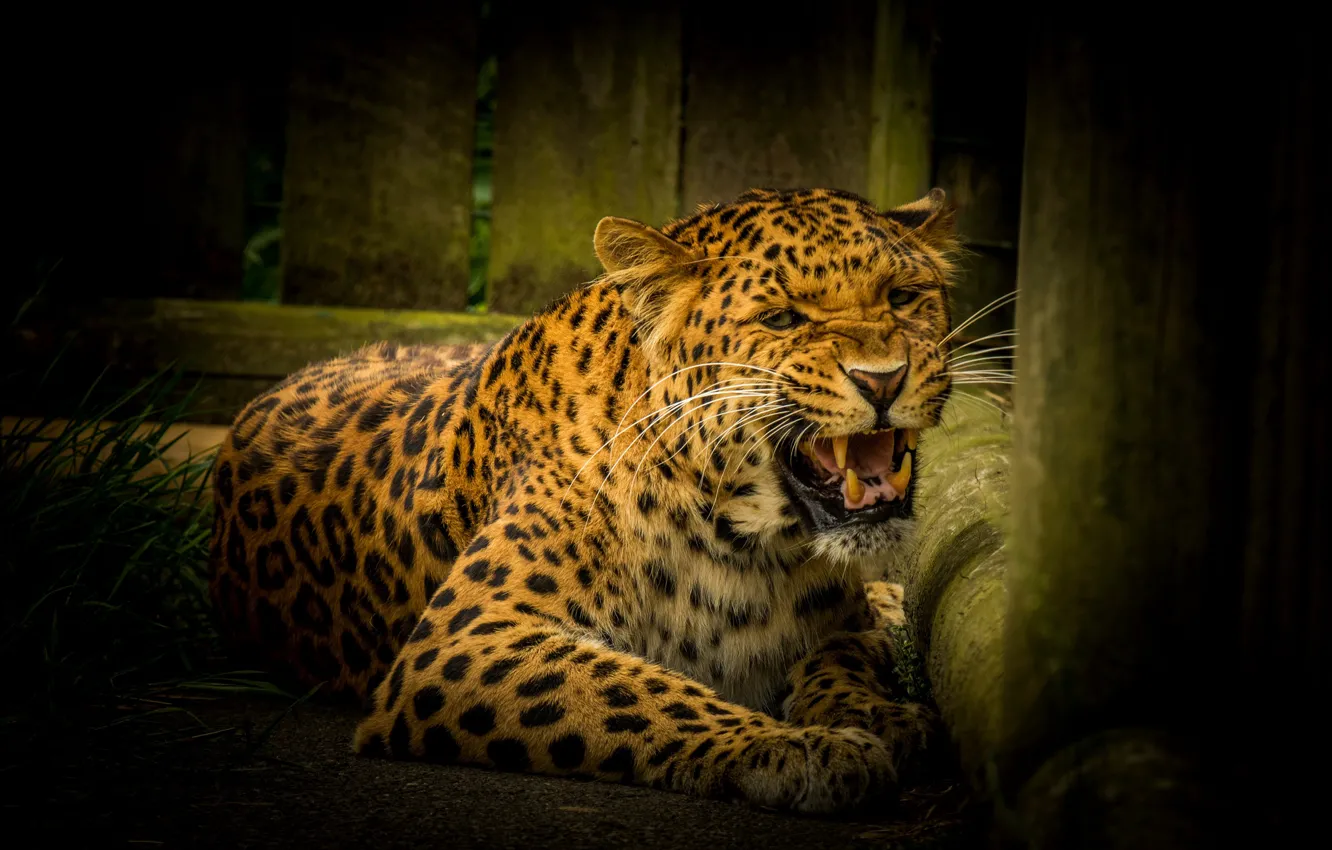 Photo wallpaper the dark background, leopard, grin