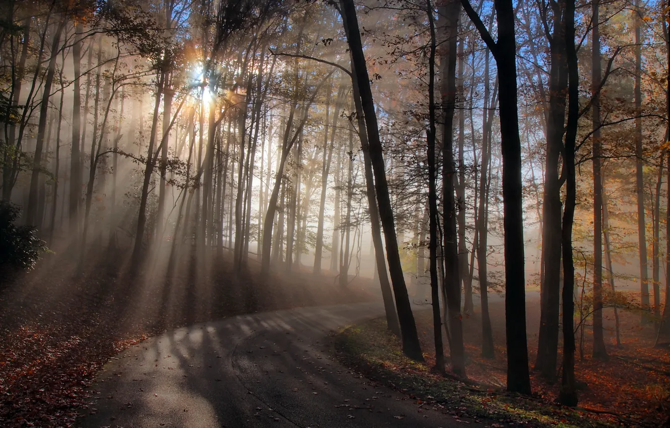 Photo wallpaper road, autumn, forest, light