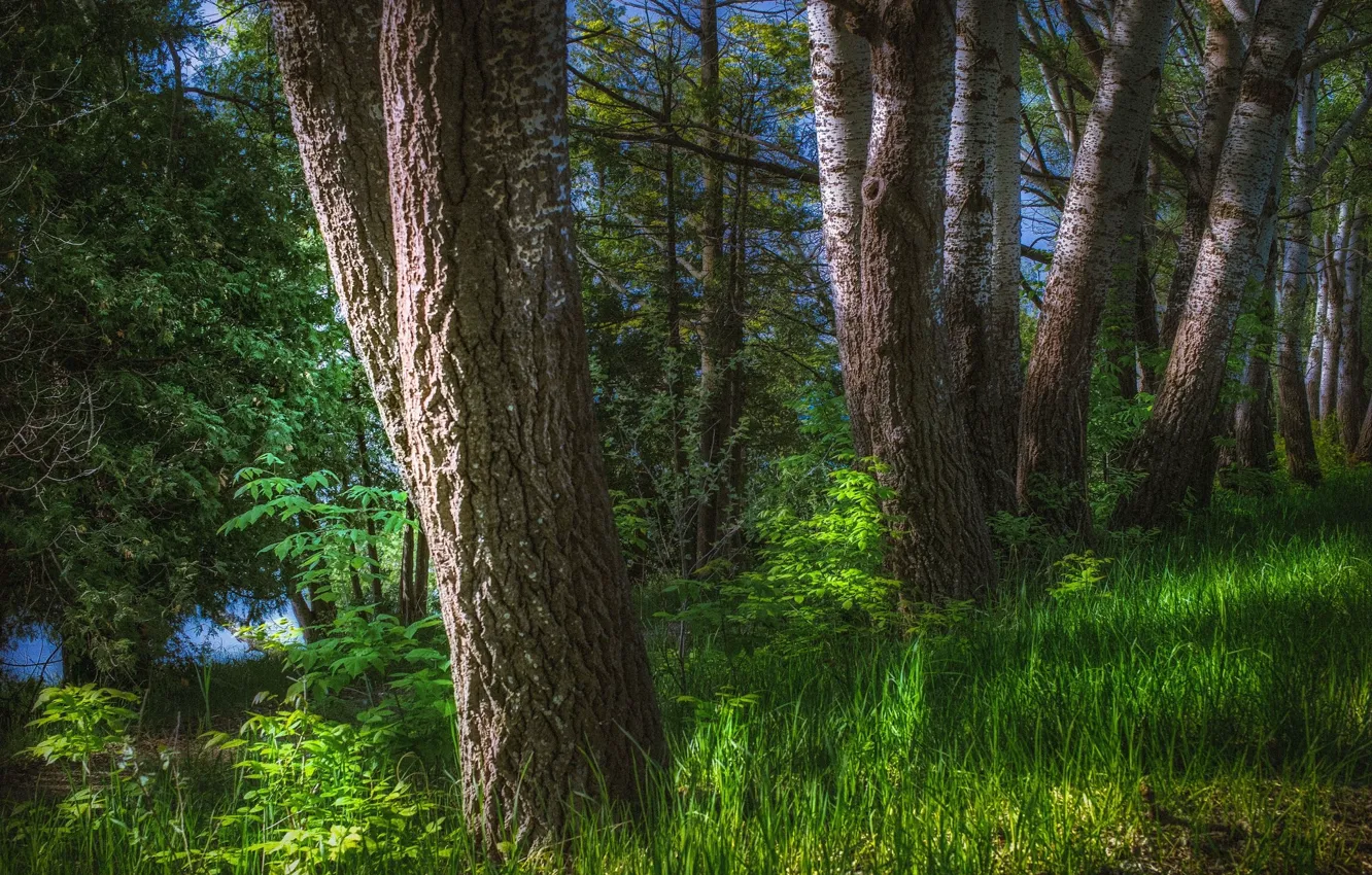 Photo wallpaper forest, summer, trunk