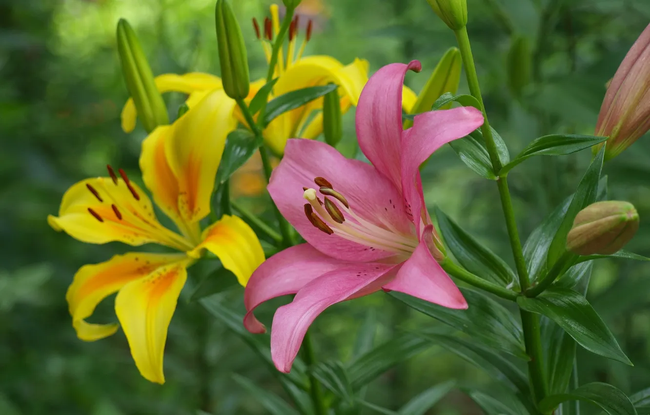 Photo wallpaper flowers, yellow, Lily, pink