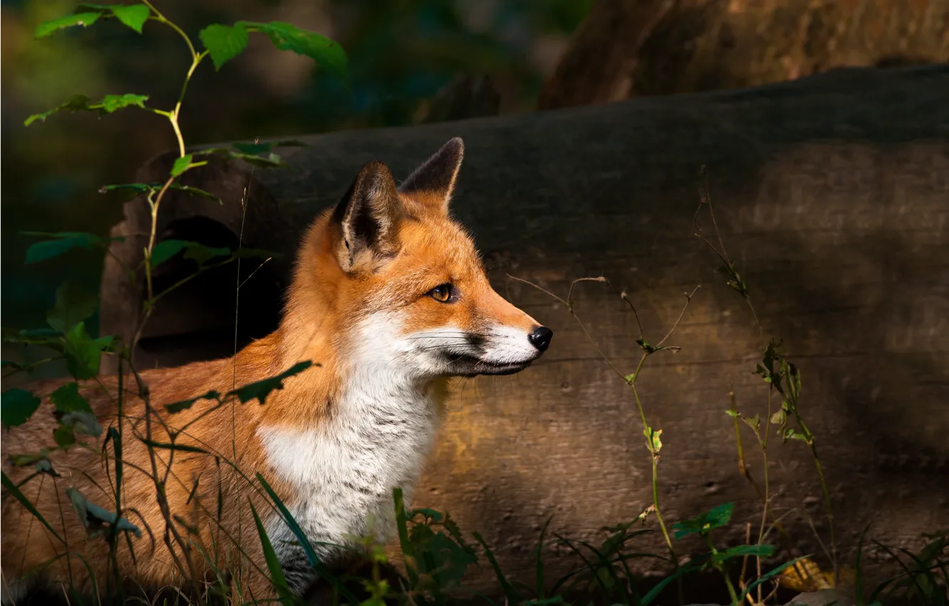Photo wallpaper forest, Fox, Fox