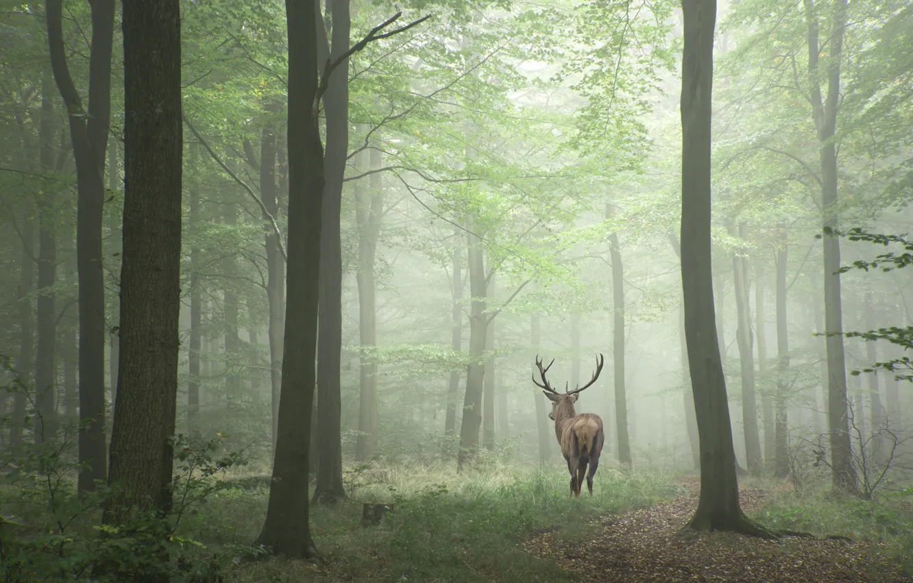 Photo wallpaper forest, trees, fog, deer, horns