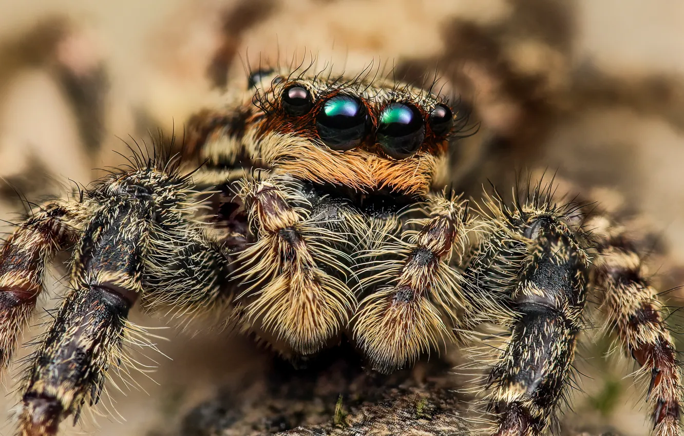 Photo wallpaper look, macro, pose, portrait, legs, spider, hairy, bokeh