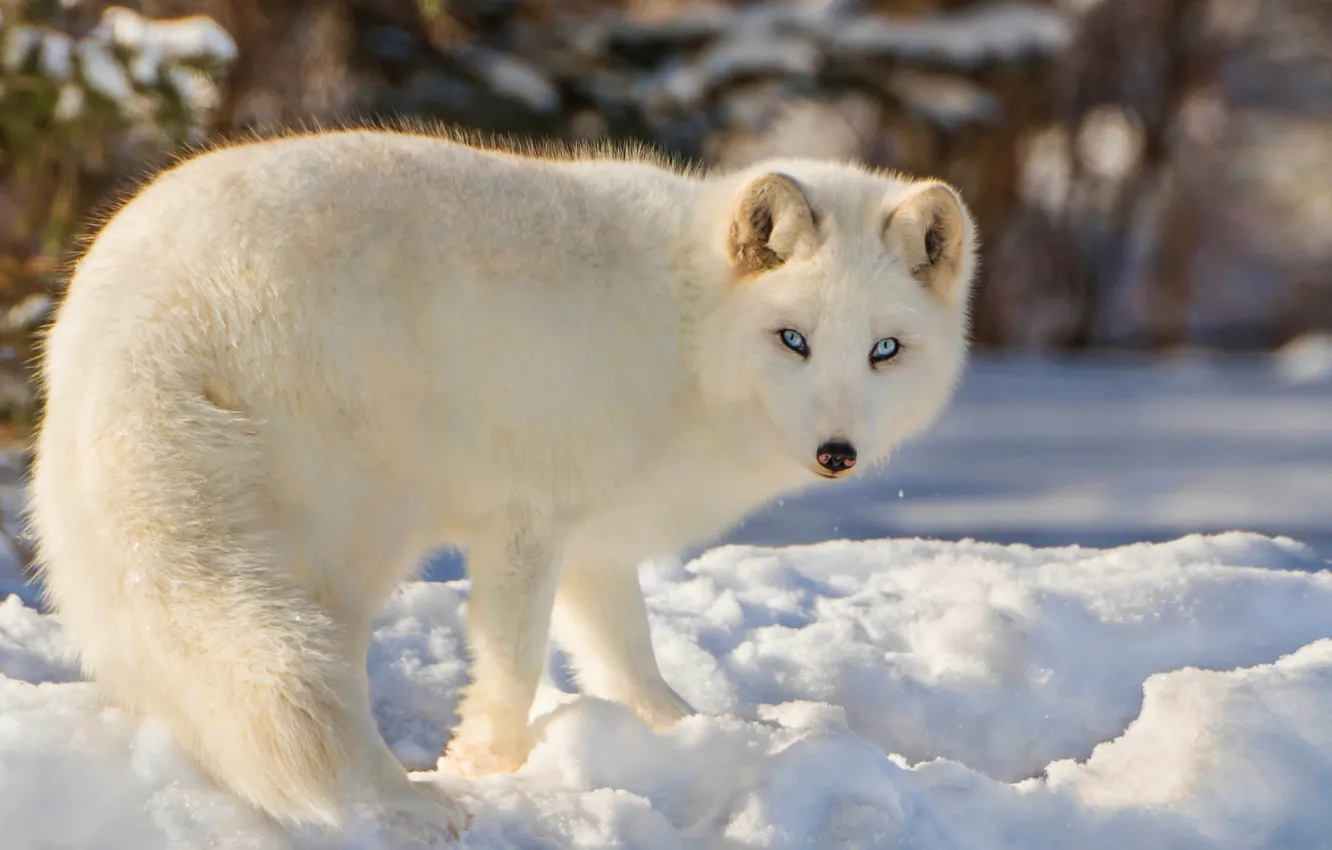 Photo wallpaper winter, forest, white, look, snow, nature, background, fluffy