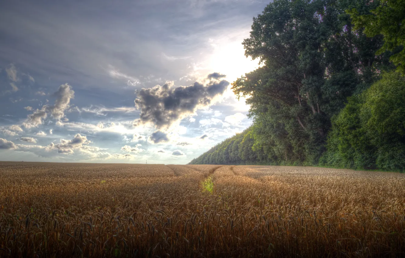 Photo wallpaper field, summer, ears
