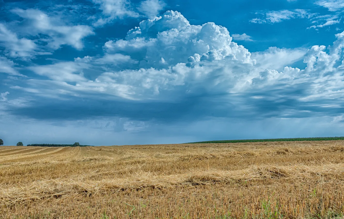 Photo wallpaper field, the sky, grass, clouds, blue, dal, horizon, space