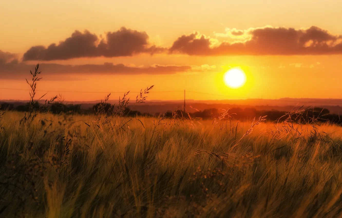 Photo wallpaper field, grass, clouds, sunset, valley, horizon, power lines, orange sky