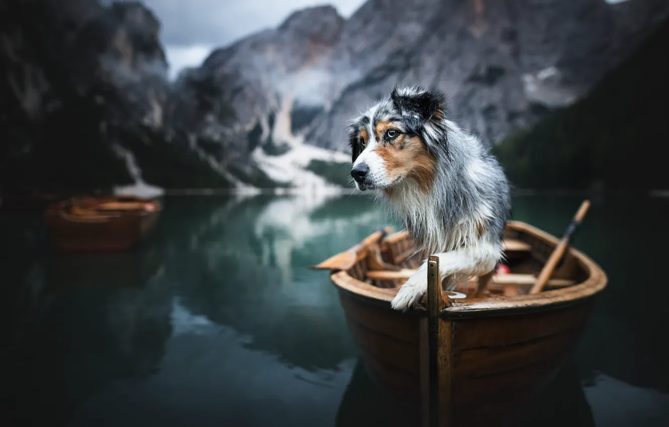 Photo wallpaper mountains, nature, lake, animal, boat, dog, dog, The Dolomites
