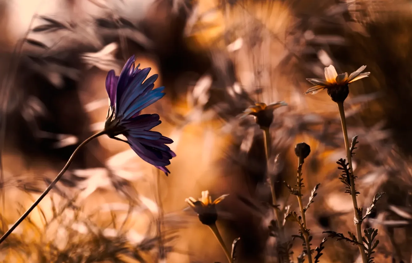 Photo wallpaper flowers, background, blur
