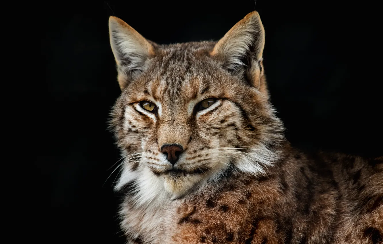 Photo wallpaper cat, look, face, the dark background, portrait, lynx, wild cat