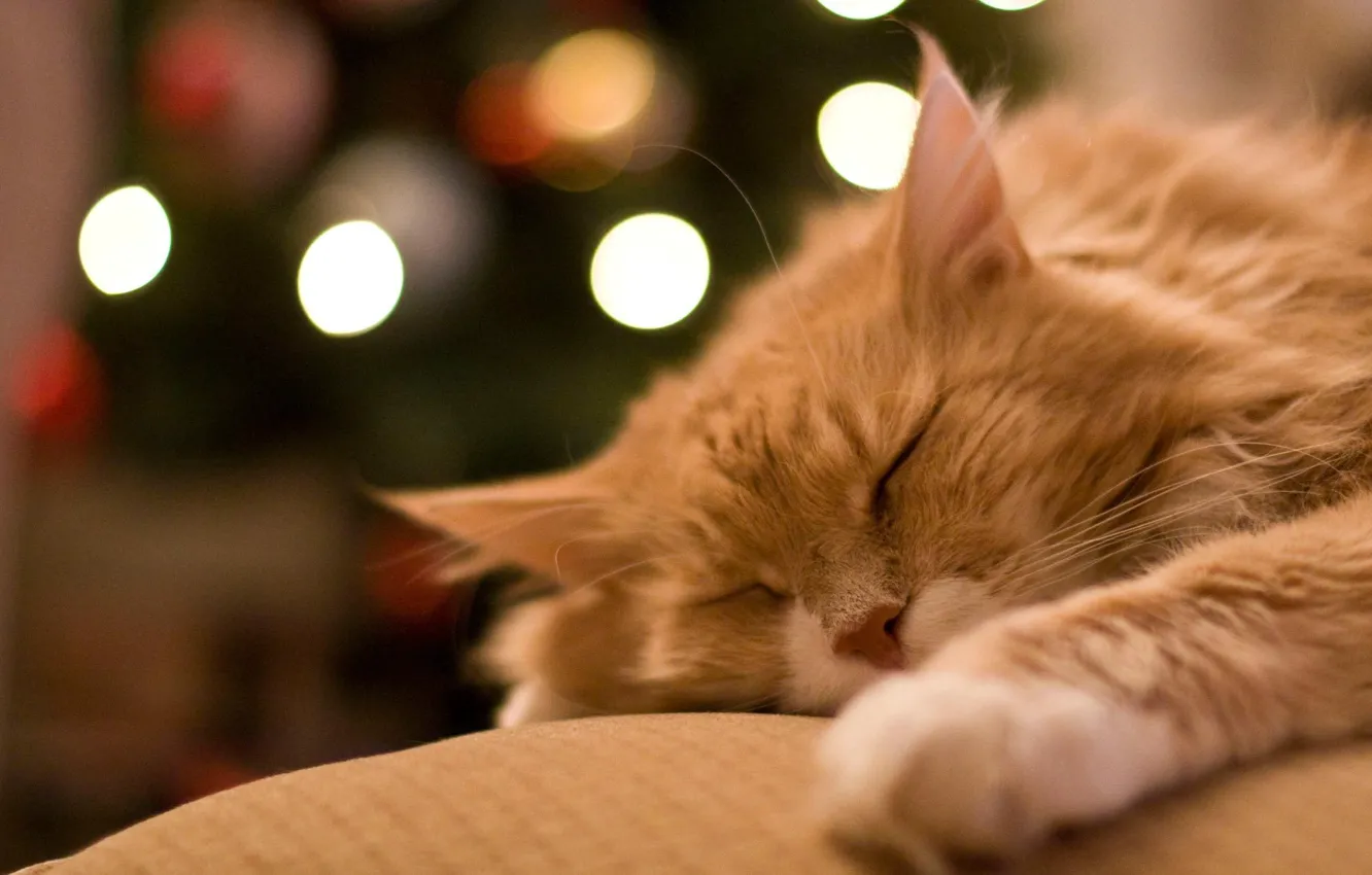 Photo wallpaper cat, stay, sleep, red, sleeping, lies, pet