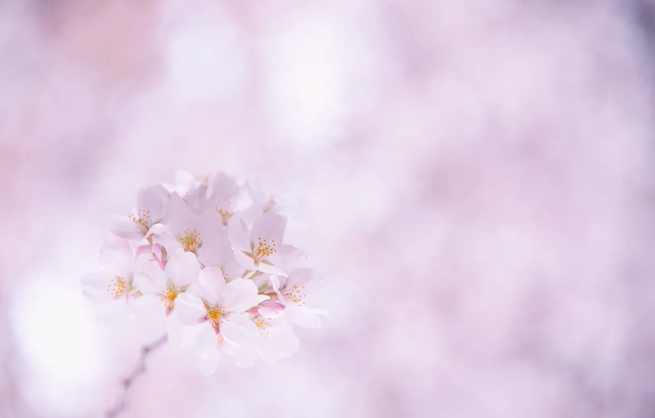 Photo wallpaper flowers, cherry, sprig, petals, Sakura, pink, white, flowering