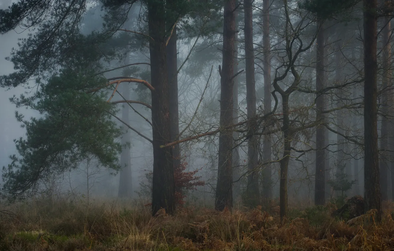 Photo wallpaper forest, fog, pine, twilight