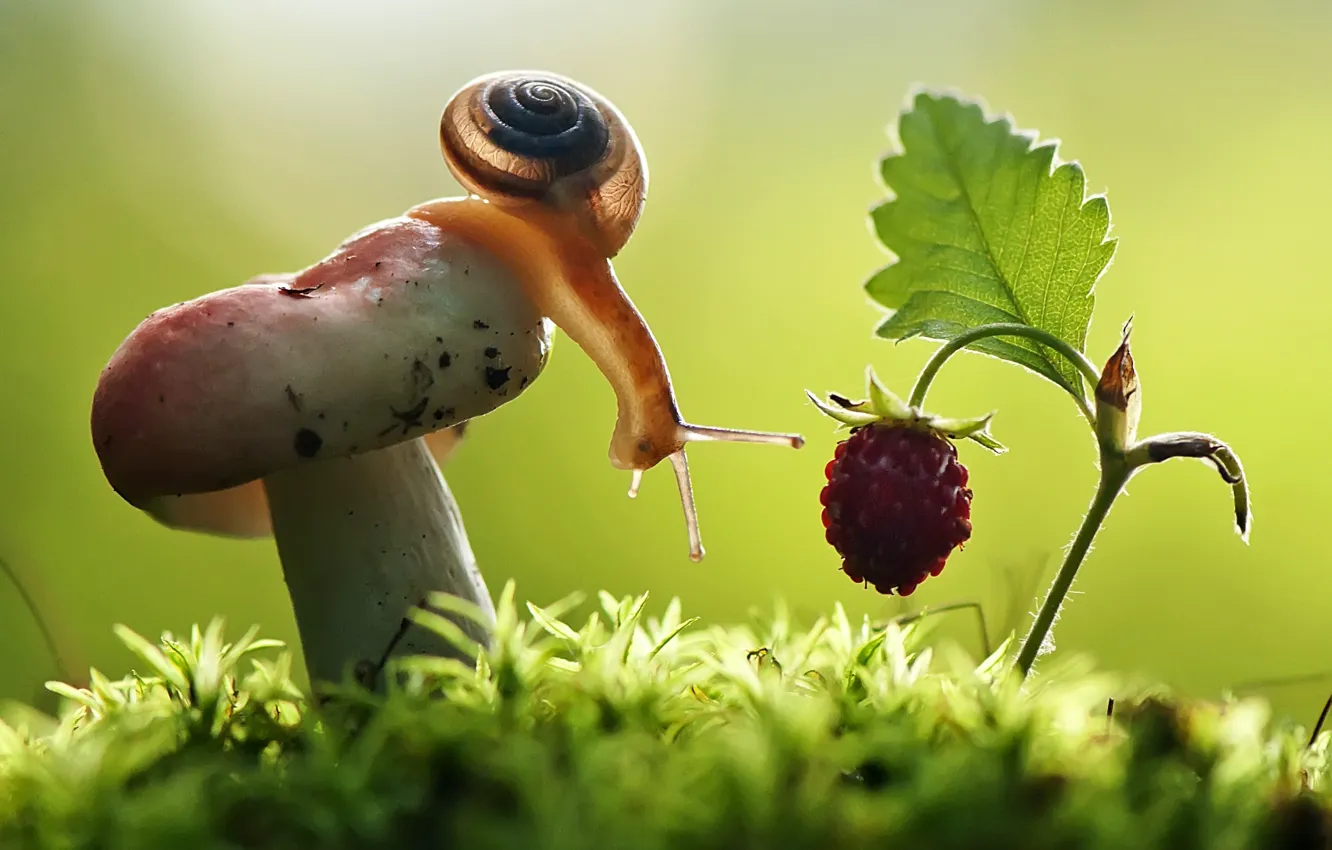 Photo wallpaper macro, mushrooms, snail, strawberries, Russula