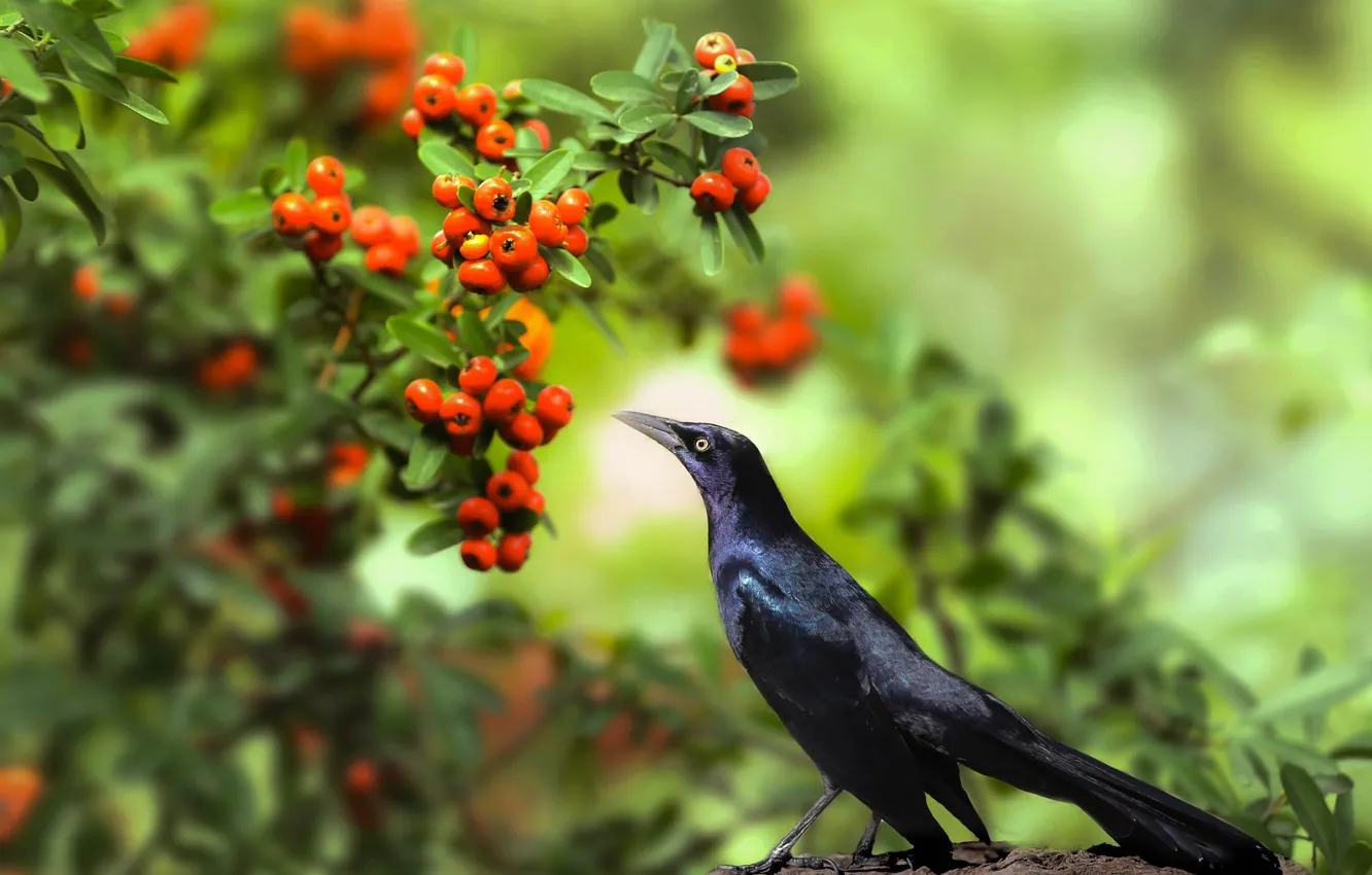 Photo wallpaper leaves, branches, nature, berries, bird, Thai Phung