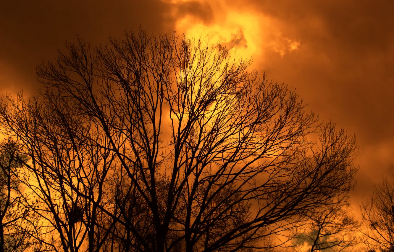 Photo wallpaper sky, cloud, tree, amazing, twig
