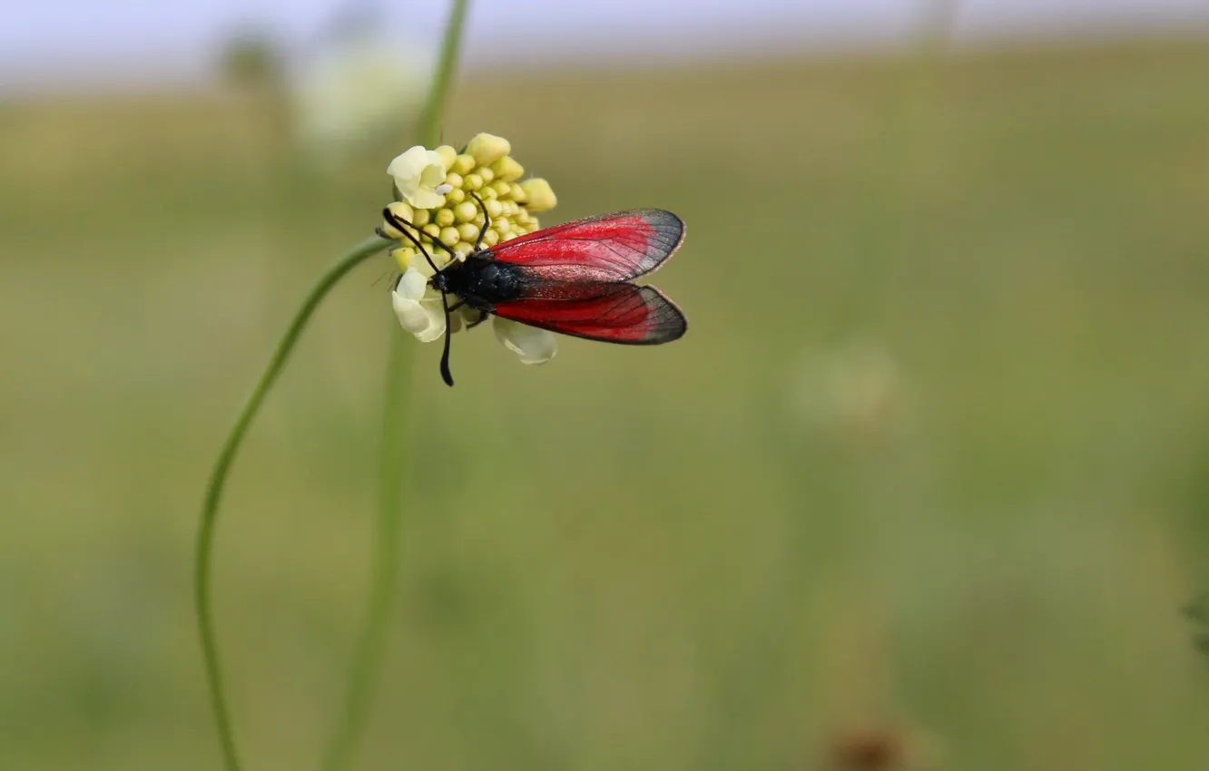 Photo wallpaper summer, flowers, butterfly
