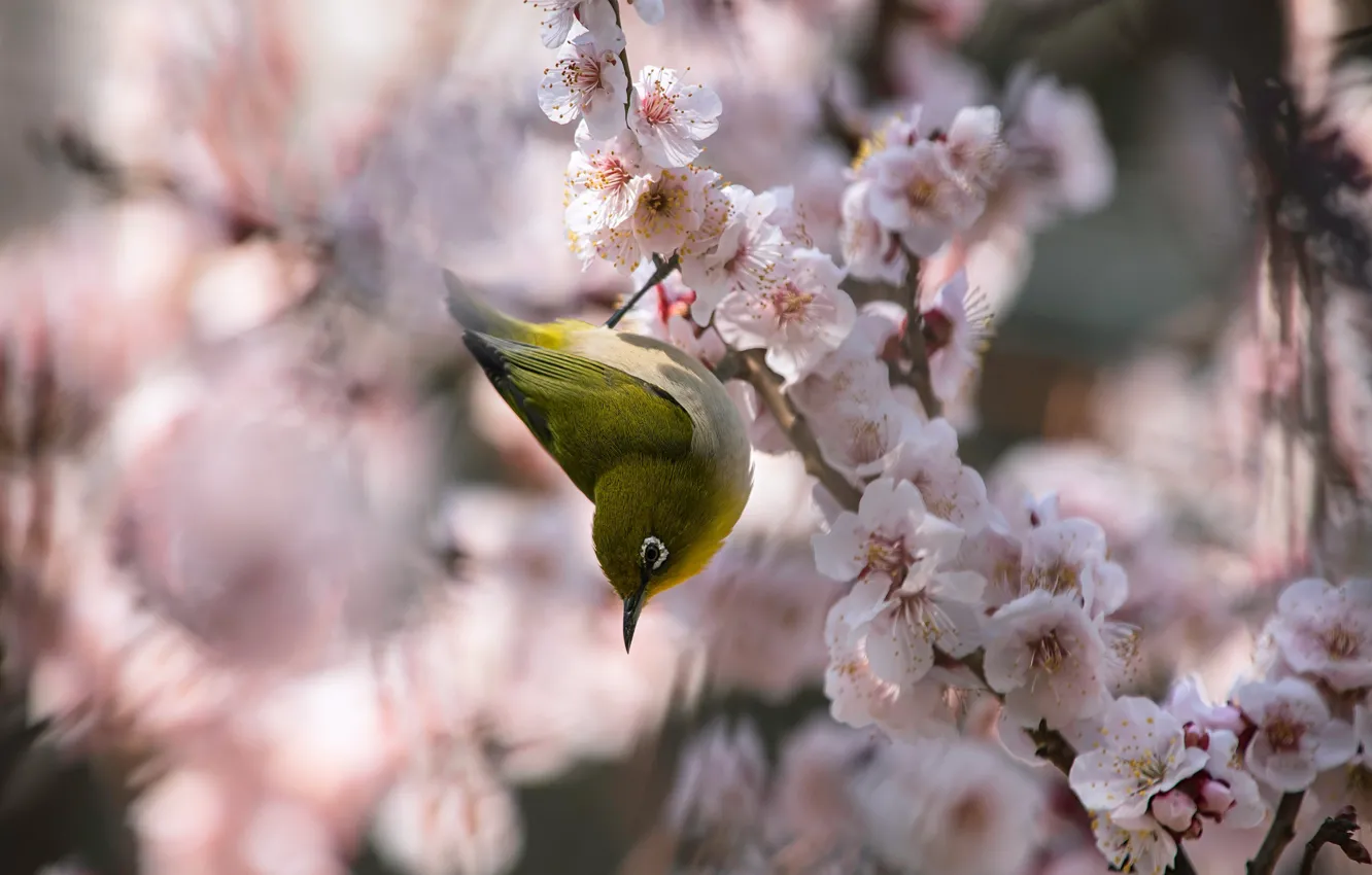 Photo wallpaper flowers, branches, yellow, bird, beauty, blur, spring, Sakura