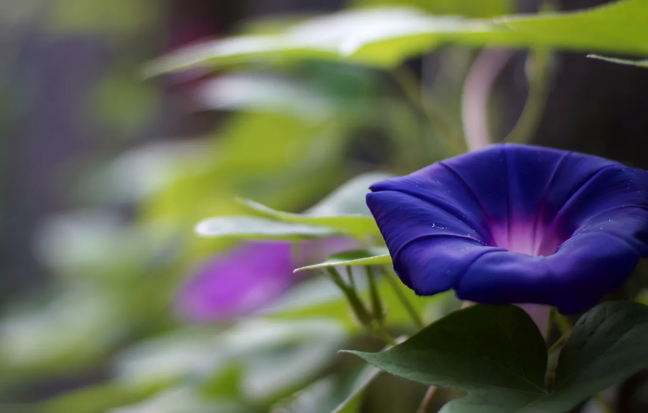 Photo wallpaper purple, summer, leaves, flowers, blue, blur, garden, eel