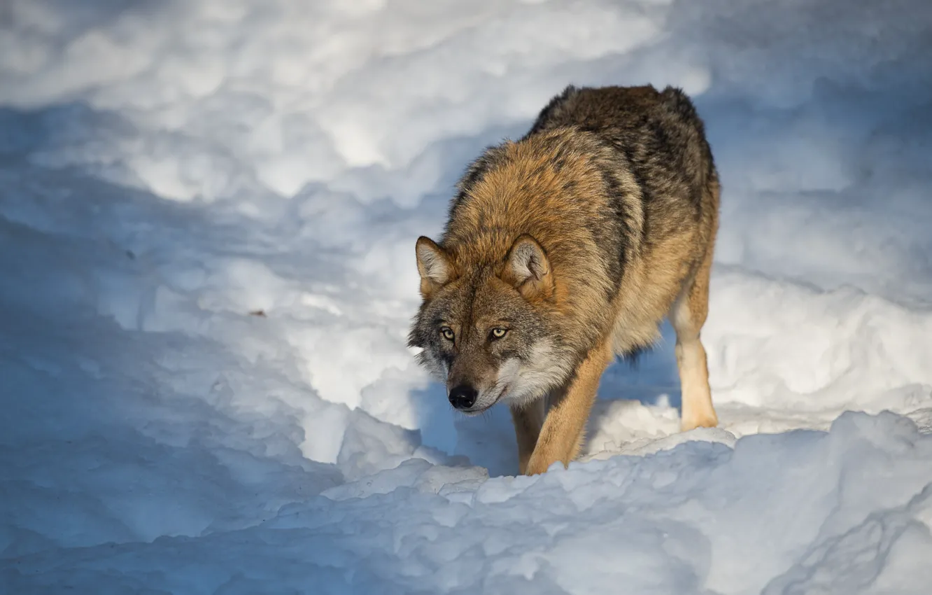 Photo wallpaper winter, snow, nature, wolf, predator, bokeh