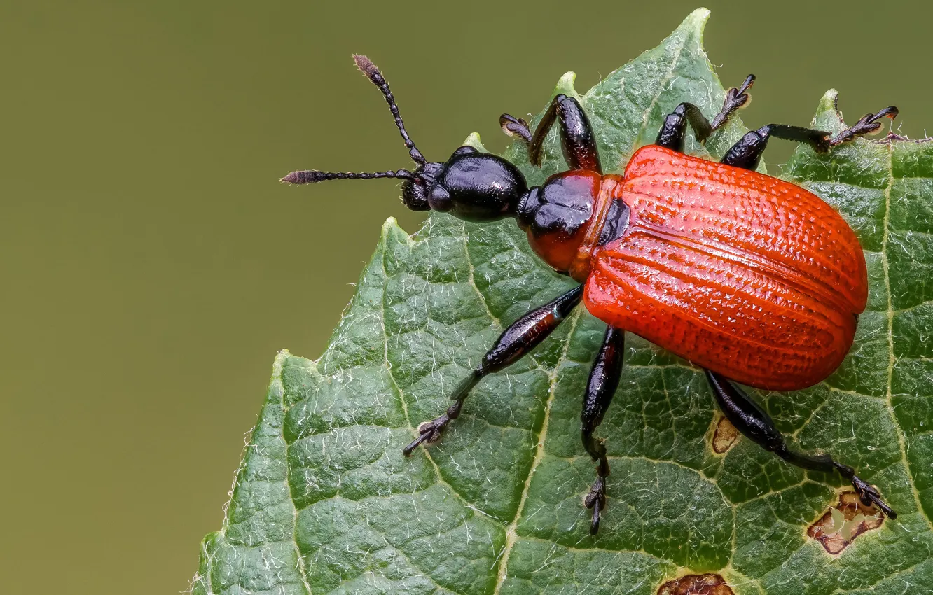 Photo wallpaper macro, red, green, background, leaf, beetle, insect, bug