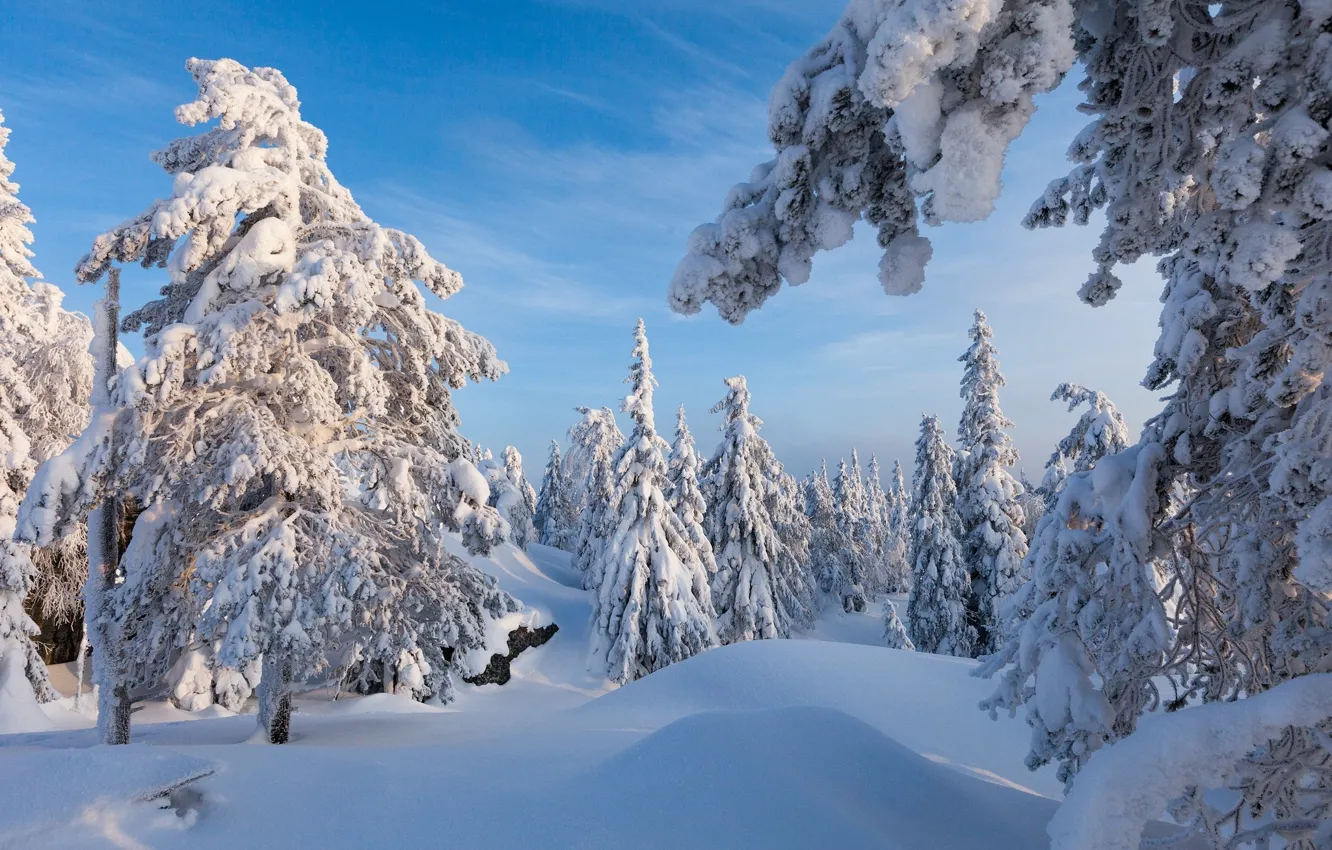 Photo wallpaper winter, snow, trees, landscape