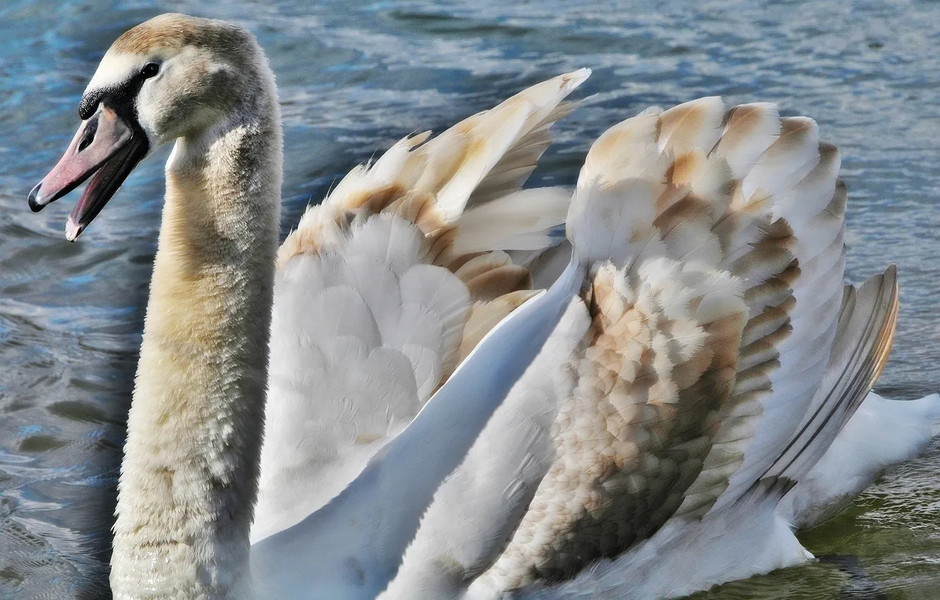 Photo wallpaper bird, beak, grace, Swan, neck