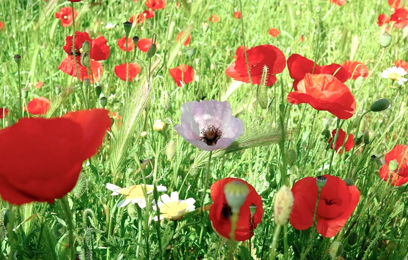 Wallpaper field, grass, flowers, Maki, meadow for mobile and desktop ...