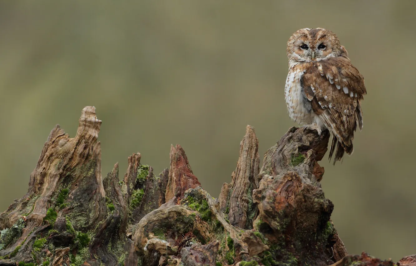 Photo wallpaper owl, stump, chick, Gray owl