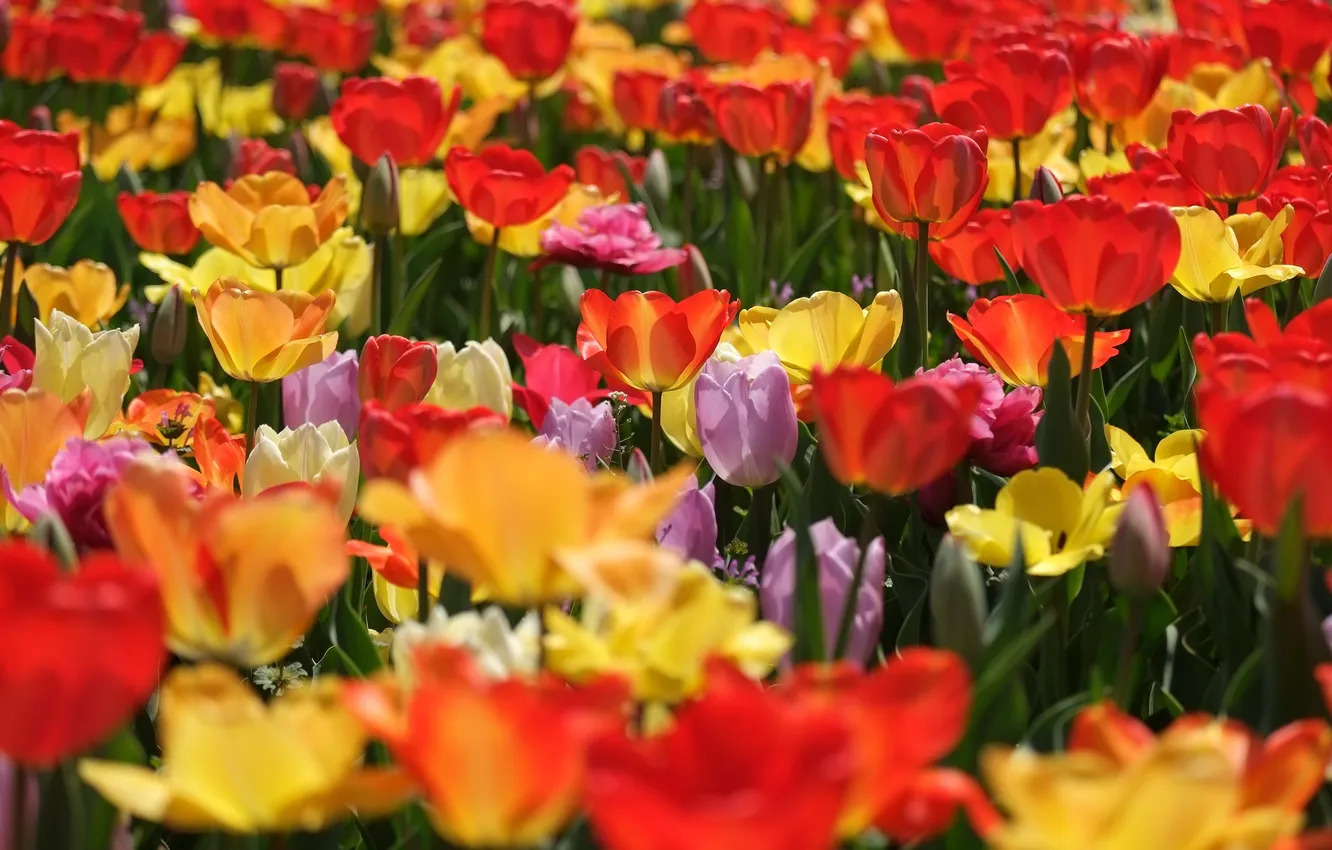 Photo wallpaper tulips, buds, colorful, a lot