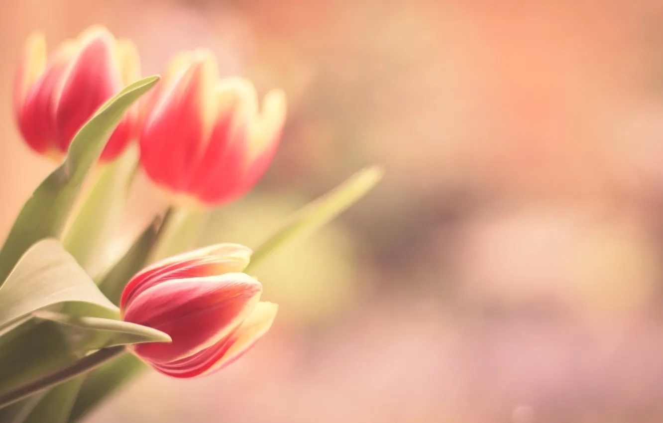 Photo wallpaper flowers, nature, tulips