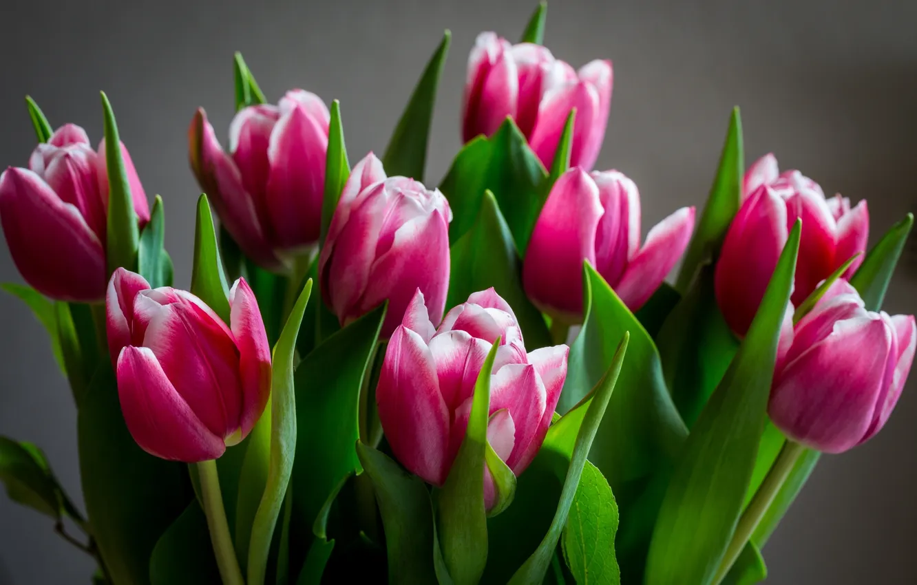 Photo wallpaper tulips, buds, raspberry