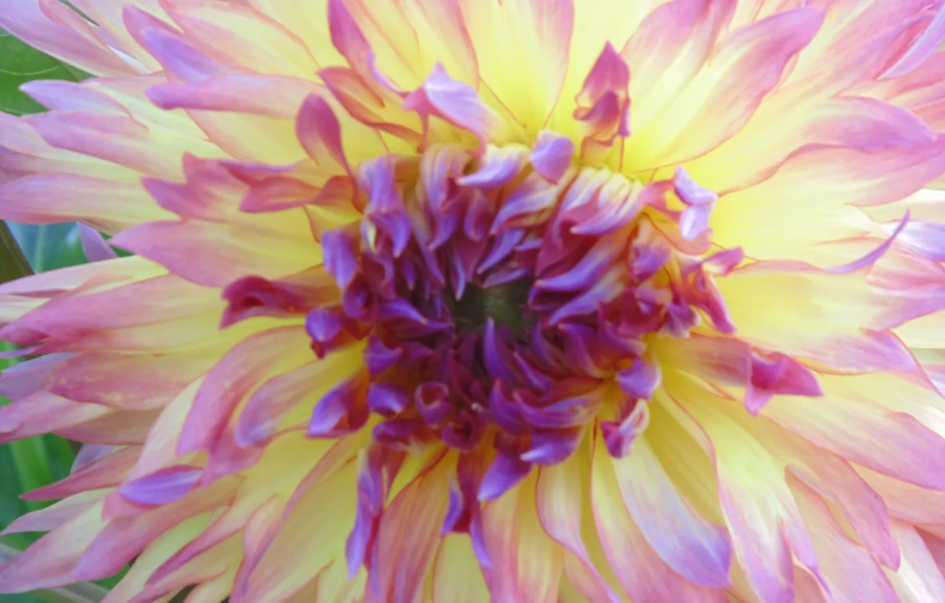 Photo wallpaper macro, flowers, yellow, photo, day, purple, dahlias