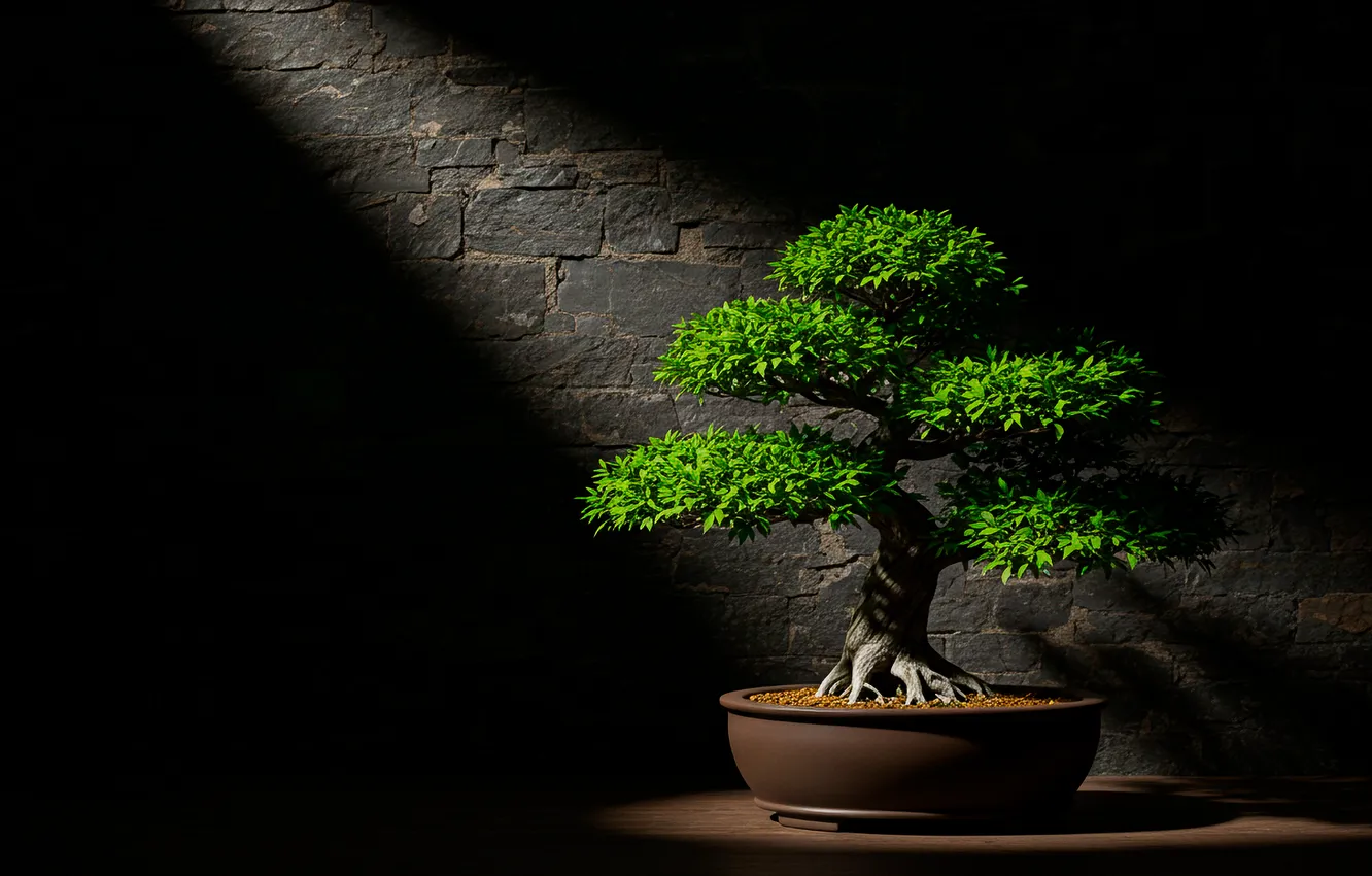 Photo wallpaper light, trees, stones, wall, bonsai, art, light, wall
