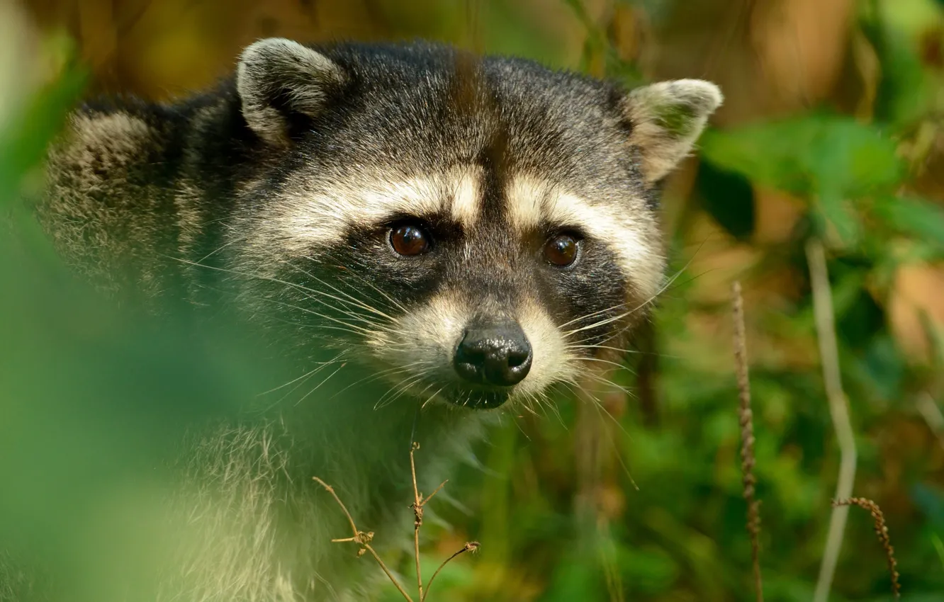 Photo wallpaper greens, look, light, portrait, raccoon, face, bokeh